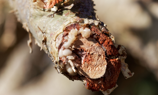 Résine Boswellia Serrata